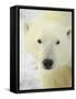 Polar Bear (Thalarctos Maritimus), Churchill, Manitoba, Canada, North America-James Hager-Framed Stretched Canvas