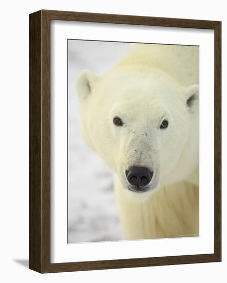 Polar Bear (Thalarctos Maritimus), Churchill, Manitoba, Canada, North America-James Hager-Framed Photographic Print