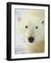 Polar Bear (Thalarctos Maritimus), Churchill, Manitoba, Canada, North America-James Hager-Framed Photographic Print