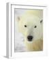 Polar Bear (Thalarctos Maritimus), Churchill, Manitoba, Canada, North America-James Hager-Framed Photographic Print