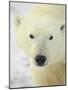 Polar Bear (Thalarctos Maritimus), Churchill, Manitoba, Canada, North America-James Hager-Mounted Photographic Print