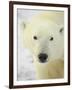 Polar Bear (Thalarctos Maritimus), Churchill, Manitoba, Canada, North America-James Hager-Framed Photographic Print