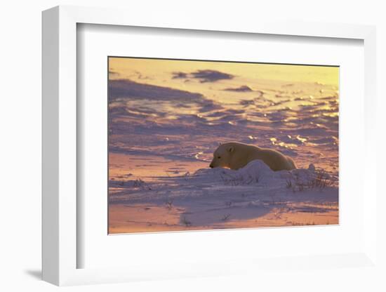 Polar Bear (Thalarctus maritimus) Lying in snow, sunrise-Terry Andrewartha-Framed Photographic Print