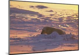 Polar Bear (Thalarctus maritimus) Lying in snow, sunrise-Terry Andrewartha-Mounted Photographic Print