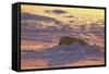 Polar Bear (Thalarctus maritimus) Lying in snow, sunrise-Terry Andrewartha-Framed Stretched Canvas