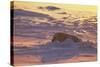 Polar Bear (Thalarctus maritimus) Lying in snow, sunrise-Terry Andrewartha-Stretched Canvas