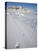 Polar Bear Track, Billefjord, Svalbard, Spitzbergen, Arctic, Norway, Scandinavia, Europe-Milse Thorsten-Stretched Canvas