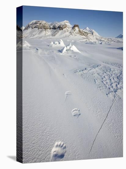 Polar Bear Track, Billefjord, Svalbard, Spitzbergen, Arctic, Norway, Scandinavia, Europe-Milse Thorsten-Stretched Canvas