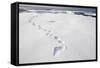 Polar Bear Tracks in Fresh Snow at Spitsbergen Island-Paul Souders-Framed Stretched Canvas