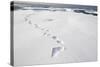 Polar Bear Tracks in Fresh Snow at Spitsbergen Island-Paul Souders-Stretched Canvas