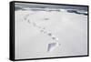 Polar Bear Tracks in Fresh Snow at Spitsbergen Island-Paul Souders-Framed Stretched Canvas