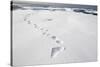 Polar Bear Tracks in Fresh Snow at Spitsbergen Island-Paul Souders-Stretched Canvas