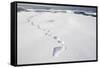 Polar Bear Tracks in Fresh Snow at Spitsbergen Island-Paul Souders-Framed Stretched Canvas