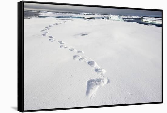 Polar Bear Tracks in Fresh Snow at Spitsbergen Island-Paul Souders-Framed Stretched Canvas