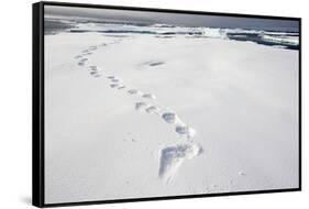 Polar Bear Tracks in Fresh Snow at Spitsbergen Island-Paul Souders-Framed Stretched Canvas