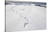 Polar Bear Tracks in Fresh Snow at Spitsbergen Island-Paul Souders-Stretched Canvas
