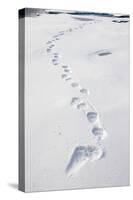 Polar Bear Tracks in Fresh Snow at Spitsbergen Island-Paul Souders-Stretched Canvas