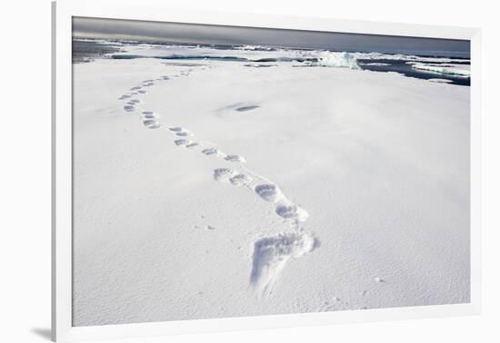 Polar Bear Tracks in Fresh Snow at Spitsbergen Island-Paul Souders-Framed Photographic Print