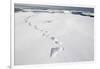 Polar Bear Tracks in Fresh Snow at Spitsbergen Island-Paul Souders-Framed Photographic Print