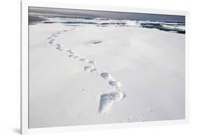 Polar Bear Tracks in Fresh Snow at Spitsbergen Island-Paul Souders-Framed Photographic Print