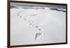 Polar Bear Tracks in Fresh Snow at Spitsbergen Island-Paul Souders-Framed Photographic Print