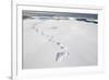 Polar Bear Tracks in Fresh Snow at Spitsbergen Island-Paul Souders-Framed Photographic Print