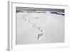 Polar Bear Tracks in Fresh Snow at Spitsbergen Island-Paul Souders-Framed Photographic Print