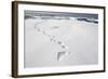 Polar Bear Tracks in Fresh Snow at Spitsbergen Island-Paul Souders-Framed Photographic Print