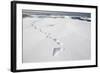 Polar Bear Tracks in Fresh Snow at Spitsbergen Island-Paul Souders-Framed Photographic Print