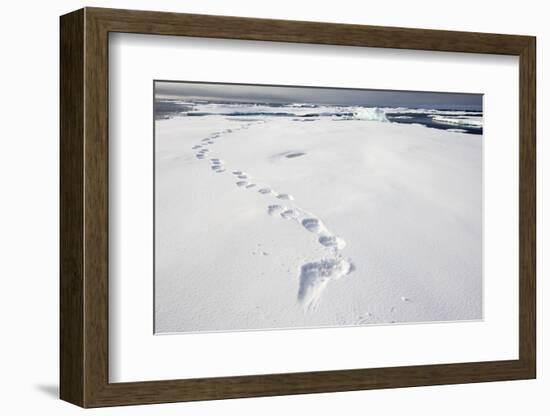 Polar Bear Tracks in Fresh Snow at Spitsbergen Island-Paul Souders-Framed Photographic Print