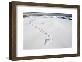 Polar Bear Tracks in Fresh Snow at Spitsbergen Island-Paul Souders-Framed Photographic Print