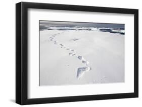 Polar Bear Tracks in Fresh Snow at Spitsbergen Island-Paul Souders-Framed Photographic Print