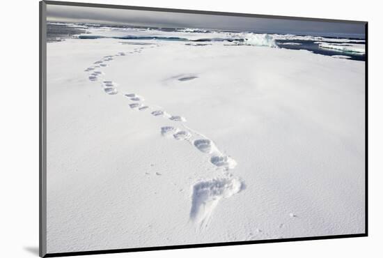 Polar Bear Tracks in Fresh Snow at Spitsbergen Island-Paul Souders-Mounted Photographic Print