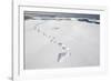 Polar Bear Tracks in Fresh Snow at Spitsbergen Island-Paul Souders-Framed Photographic Print