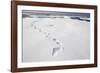 Polar Bear Tracks in Fresh Snow at Spitsbergen Island-Paul Souders-Framed Photographic Print