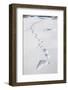 Polar Bear Tracks in Fresh Snow at Spitsbergen Island-Paul Souders-Framed Photographic Print