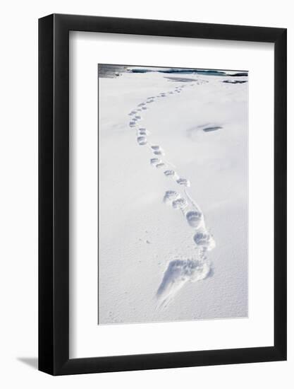 Polar Bear Tracks in Fresh Snow at Spitsbergen Island-Paul Souders-Framed Photographic Print