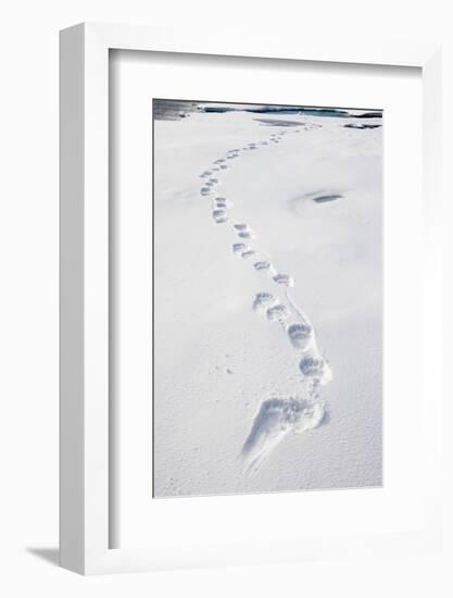 Polar Bear Tracks in Fresh Snow at Spitsbergen Island-Paul Souders-Framed Photographic Print