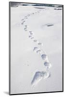 Polar Bear Tracks in Fresh Snow at Spitsbergen Island-Paul Souders-Mounted Photographic Print