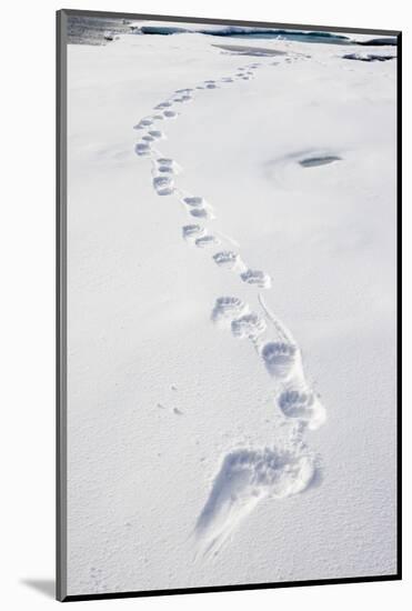 Polar Bear Tracks in Fresh Snow at Spitsbergen Island-Paul Souders-Mounted Photographic Print