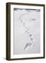 Polar Bear Tracks in Fresh Snow at Spitsbergen Island-Paul Souders-Framed Photographic Print