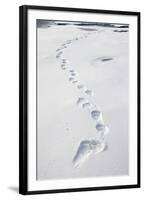 Polar Bear Tracks in Fresh Snow at Spitsbergen Island-Paul Souders-Framed Photographic Print