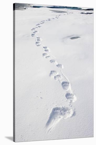 Polar Bear Tracks in Fresh Snow at Spitsbergen Island-Paul Souders-Stretched Canvas