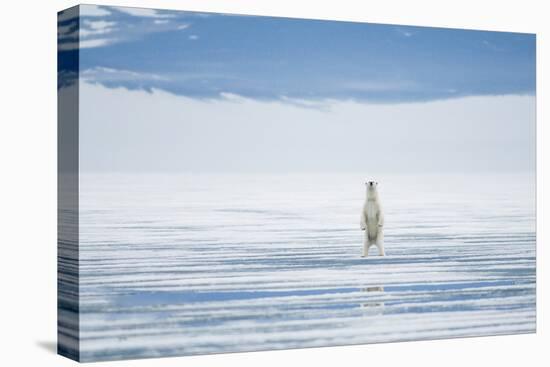 Polar Bear Travels Along Sea Ice, Spitsbergen, Svalbard, Norway-Steve Kazlowski-Stretched Canvas