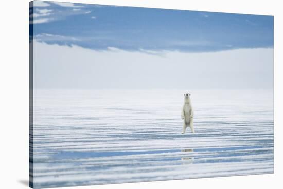 Polar Bear Travels Along Sea Ice, Spitsbergen, Svalbard, Norway-Steve Kazlowski-Stretched Canvas