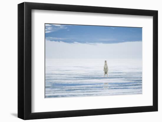 Polar Bear Travels Along Sea Ice, Spitsbergen, Svalbard, Norway-Steve Kazlowski-Framed Premium Photographic Print