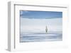 Polar Bear Travels Along Sea Ice, Spitsbergen, Svalbard, Norway-Steve Kazlowski-Framed Premium Photographic Print