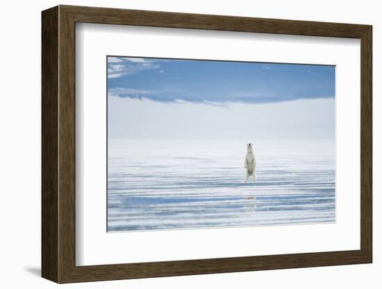 Polar Bear Travels Along Sea Ice, Spitsbergen, Svalbard, Norway-Steve Kazlowski-Framed Photographic Print