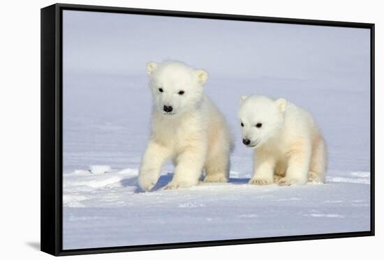 Polar Bear Twins-Howard Ruby-Framed Stretched Canvas