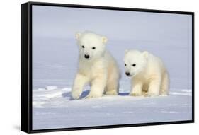 Polar Bear Twins-Howard Ruby-Framed Stretched Canvas